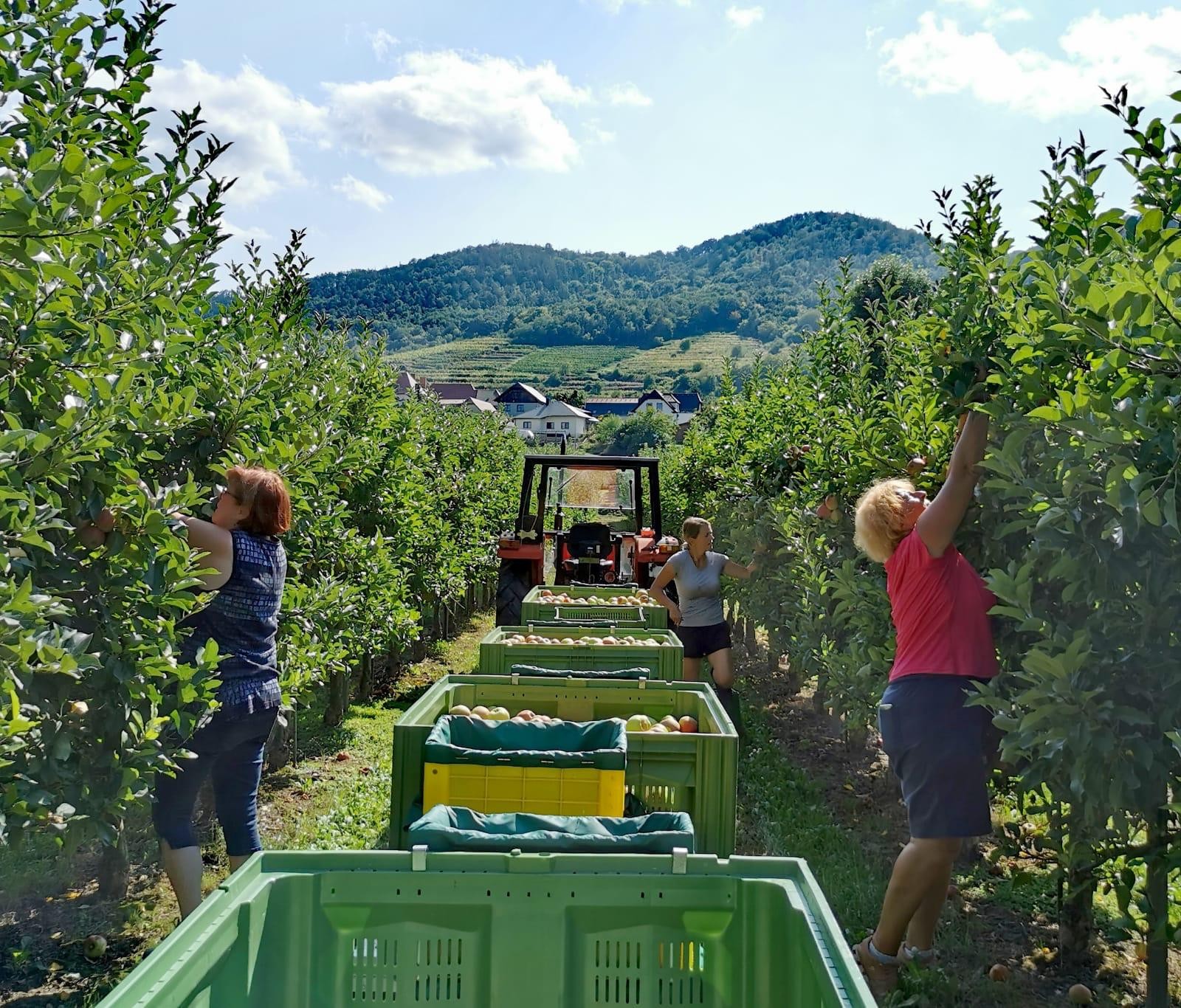 Obstbau Brandl