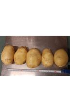 Ofenkartoffeln 10 kg Kl I AT