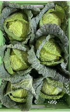 Kohl grün - Wirsing 6 kg AT