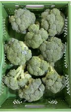 Brokkoli 6 kg AT