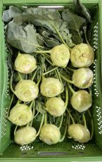 Kohlrabi 12 Stk AT