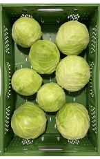 Weißkraut rund Farao 10 kg AT
