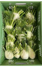Fenchel 10 kg AT