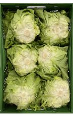 Kopfsalat 12 Stk / 3,8 kg AT
