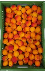 Marillen 9 kg AT
