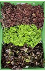 Mixsalat 3 Sorten 9 Stk / 2,5 kg AT