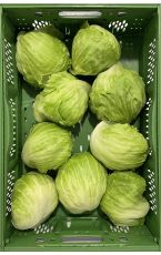 Eissalat 9 Stk AT