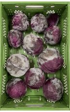 Rotkraut Primero 10 kg AT