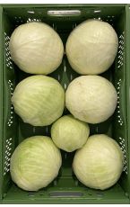 Weißkraut rund Expect 12 kg AT