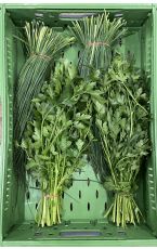 Kräuter Duo Schnittlauch und Petersilie 1 kg AT