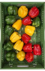 Paprika bunt 18 Stk AT
