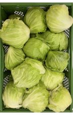 Eissalat 8 kg AT