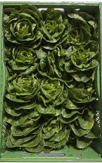 Römersalat 12 Stk / 1,1 kg AT