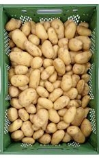Frühkartoffeln 20 kg AT