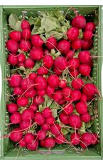 Radieschen 15 Bund AT