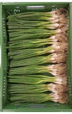 Jungzwiebel 3 kg AT