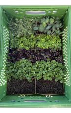 Bio Micro Greens Mix 10 Stk AT
