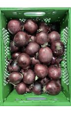 Zwiebel rot, Kl I