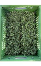 Bio Micro Greens Erbsen 10 Stk AT