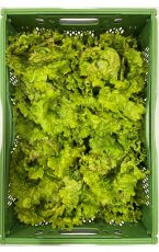 Grazer Krauthäuptel 8 Stk / 3,2 kg AT