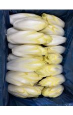 Chicoree gelb 5 kg AT