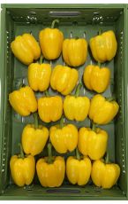 Paprika gelb 18 Stk AT