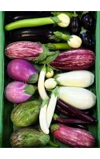 Melanzani - Aubergine Raritäten 5 kg AT
