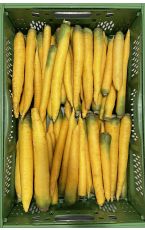 Bio Karotten gelb - Gelbe Rüben 10 kg AT
