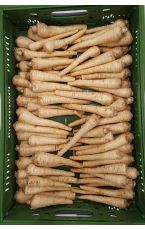 Bio Peterwurzen 5 kg AT