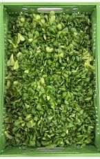 Vogerlsalat 1kg AT