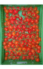 Midi Paradeiser - Midi Tomaten mit Rispe 6 kg AT