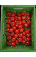 Midi Paradeiser - Midi Tomaten mit Rispe 3 kg AT