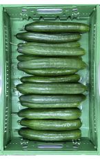 Salatgurken 20 x 15 Stk AT